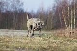 CANE CORSO 692